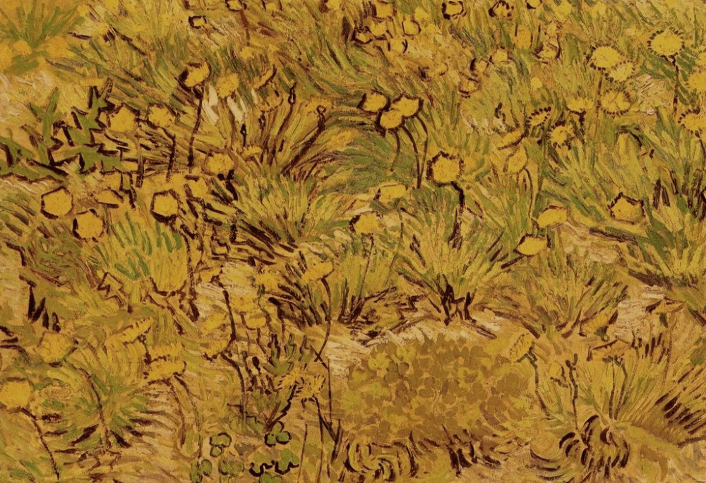 A Field of Yellow&nbsp;Flowers
